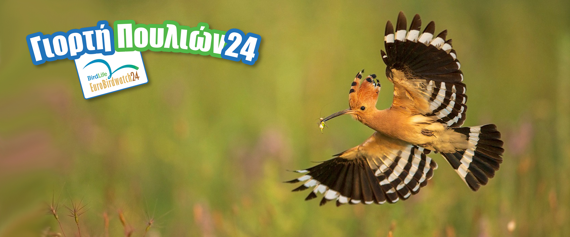 slider_banner_Eurobirdwatch24