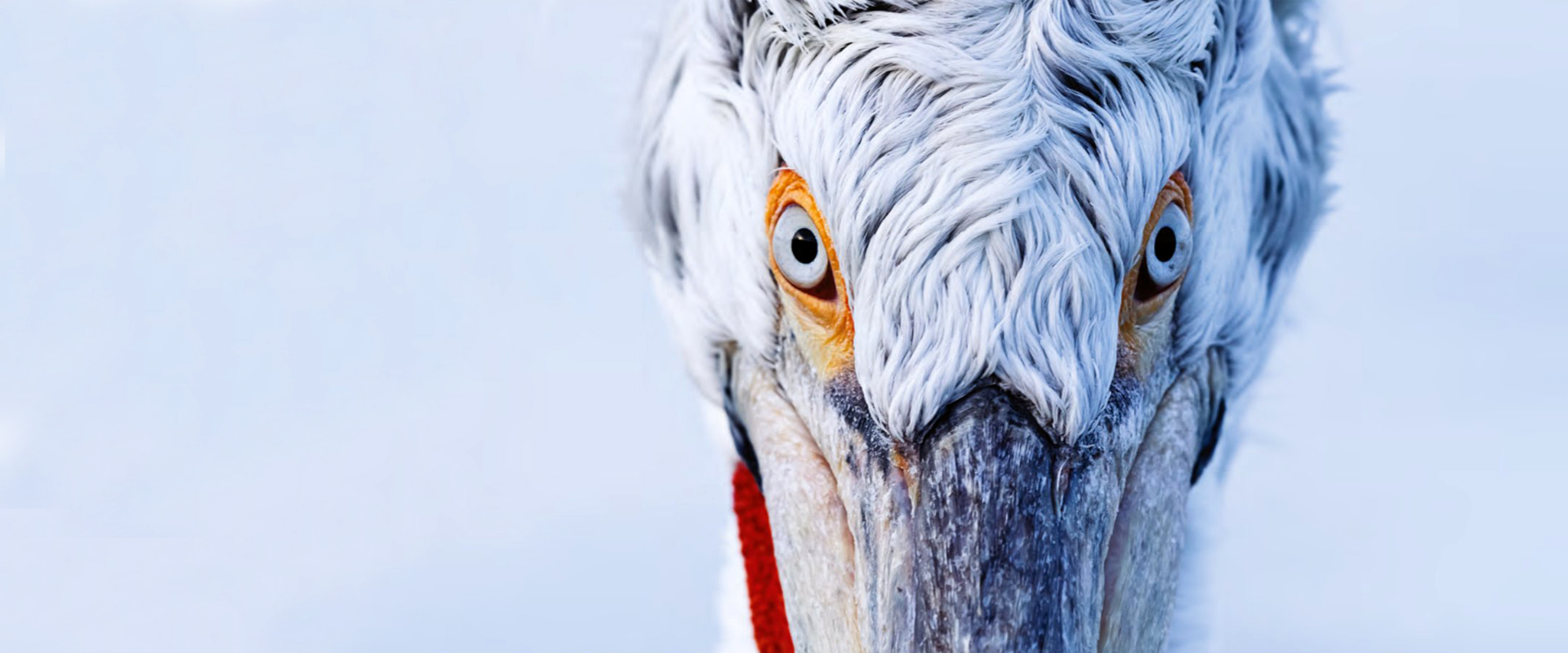 slider_banner_State_of_world_birds